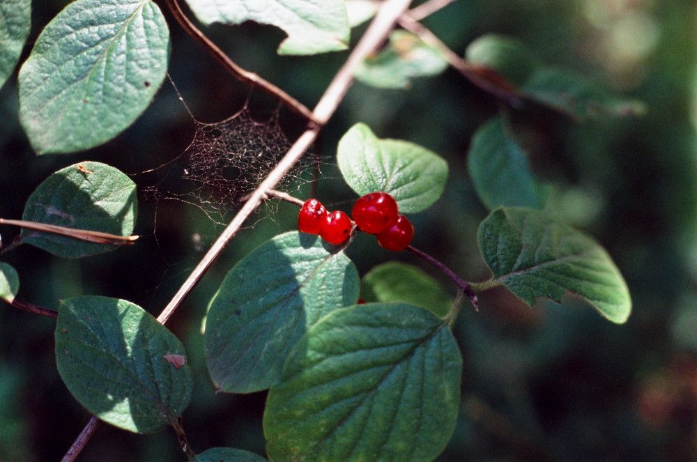 Photograph by Виктория Фомина
