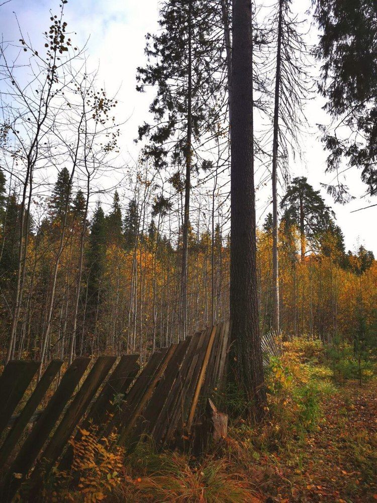 Фотография автора Андрей Богданов