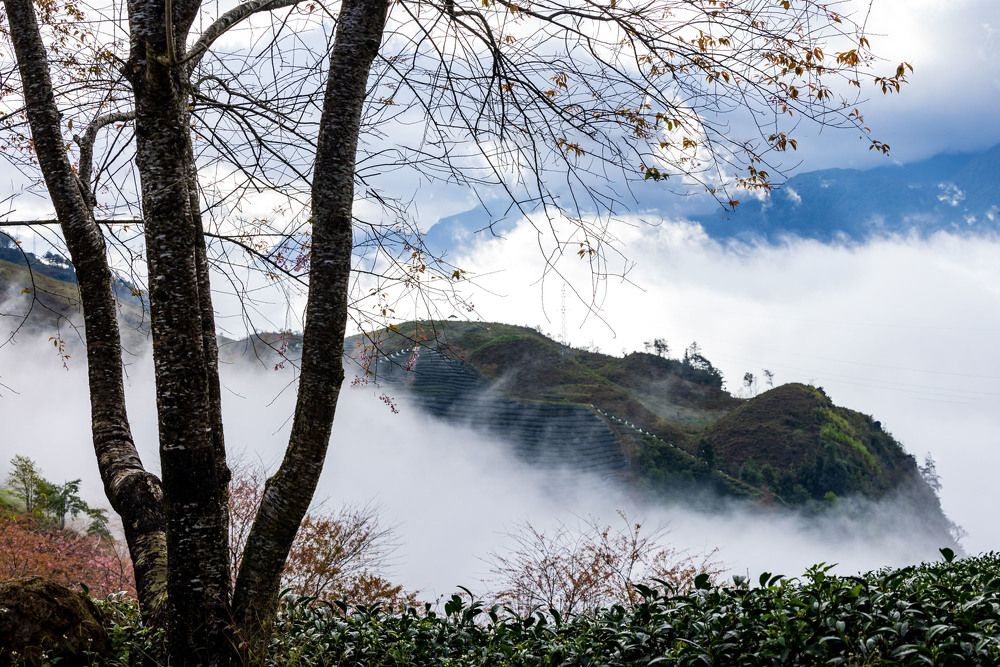 Фотография автора Quan Hung