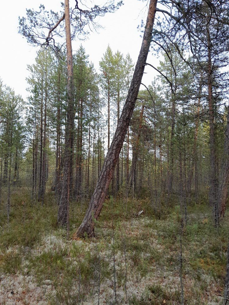 Photograph by Виталий Глазачев