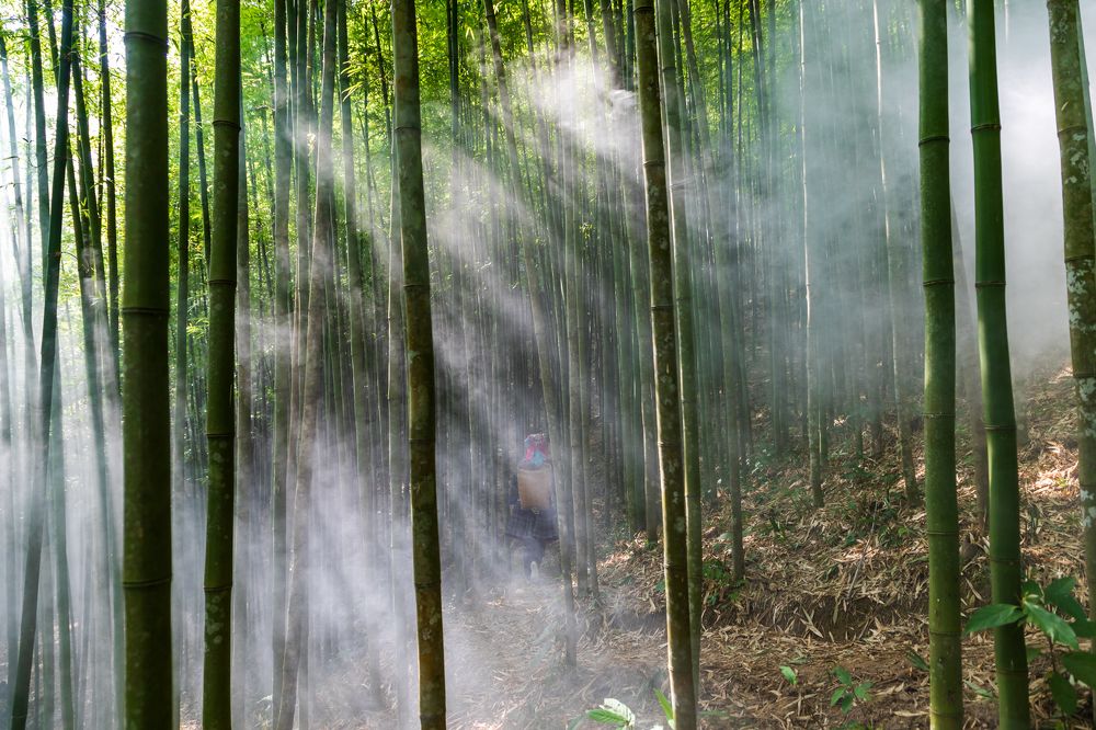 Фотография автора Quan Hung