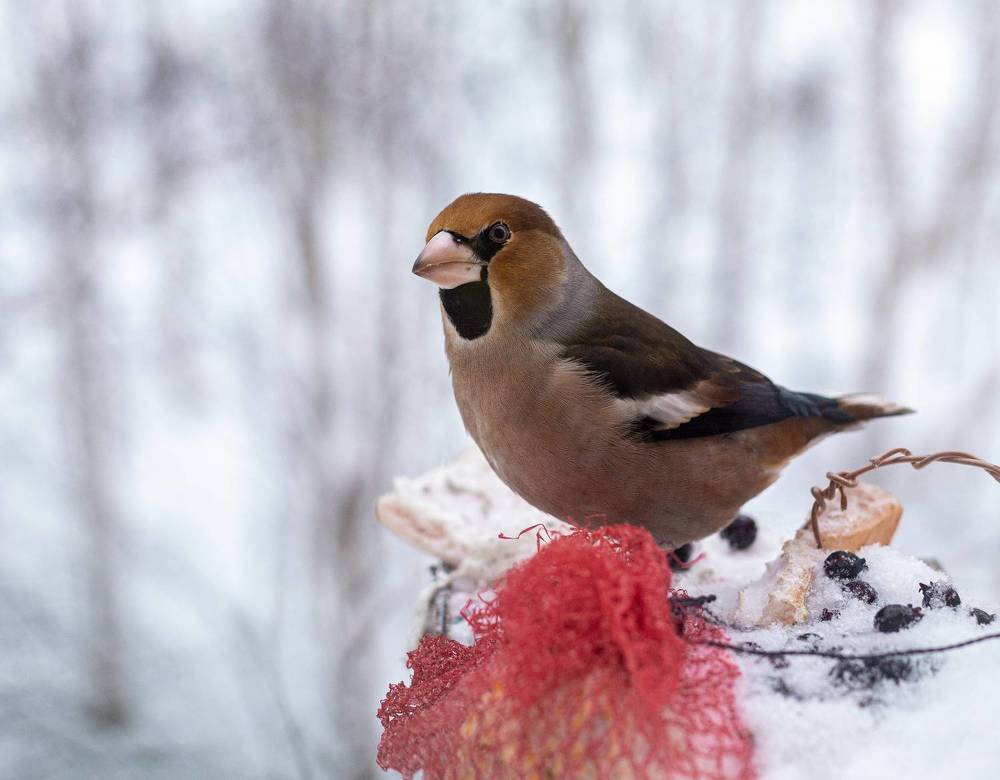 Photograph by Виталий Са