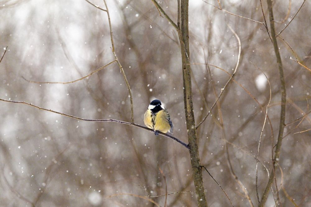 Photograph by Виталий Са