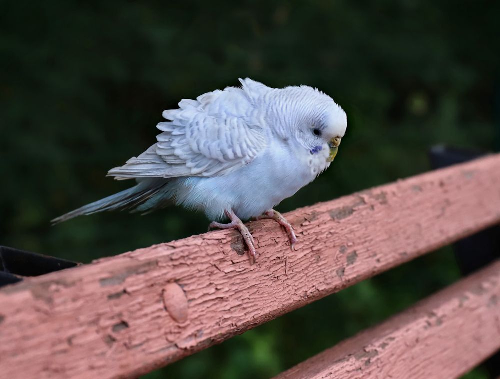Фотография автора Светлана Бакулина