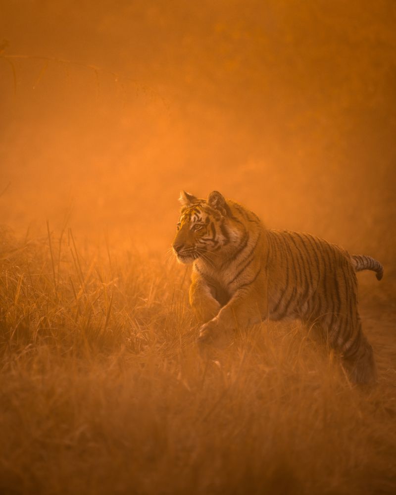 Photograph by Arnold Judson Samuel