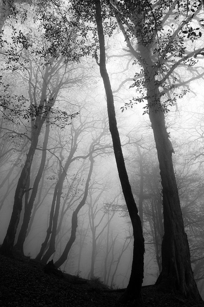 Photograph by hasan sorena jouri