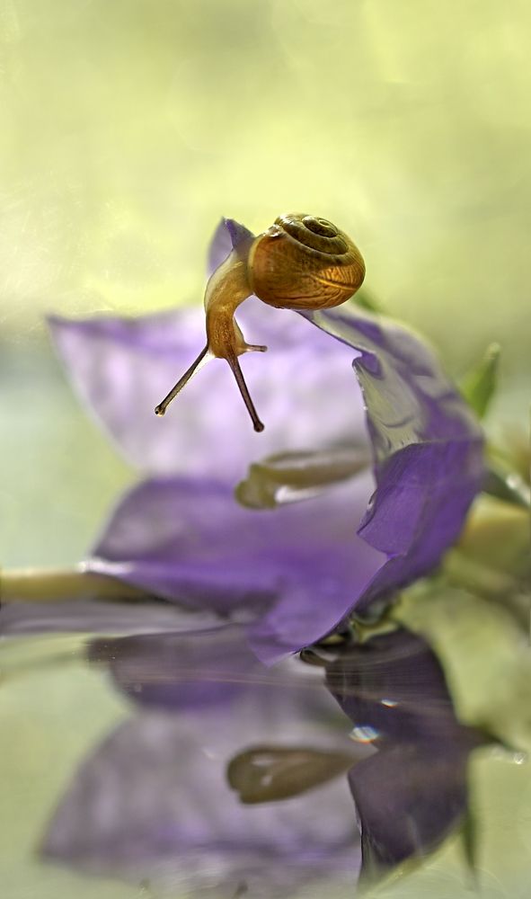 любопытство/ curiosity