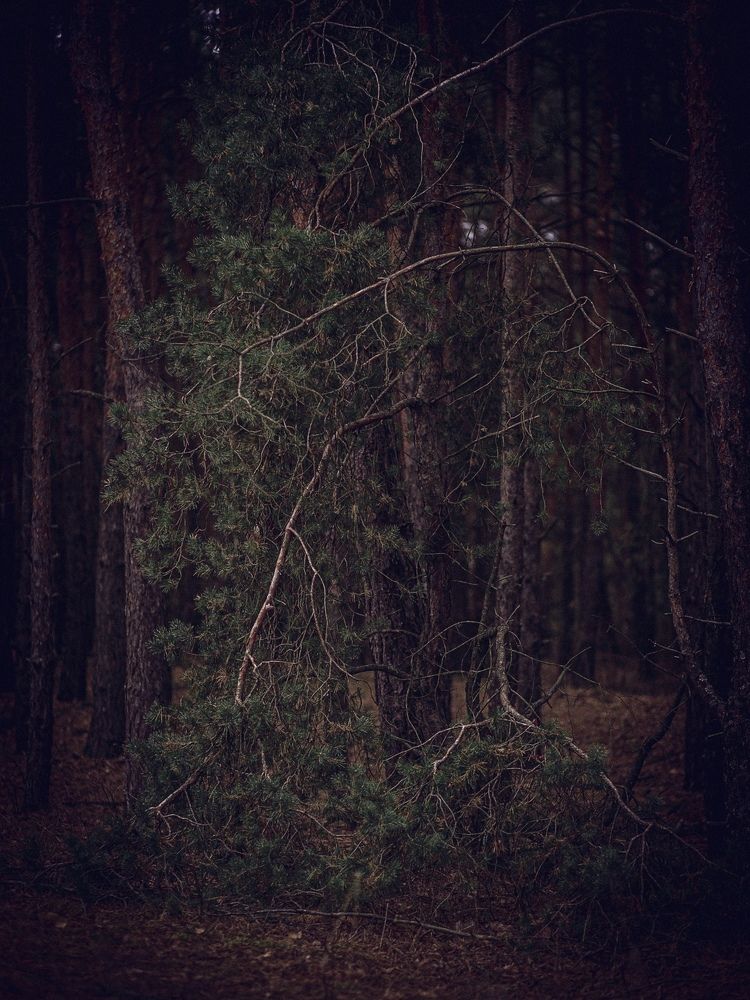 Фотография автора Елена Чиликина