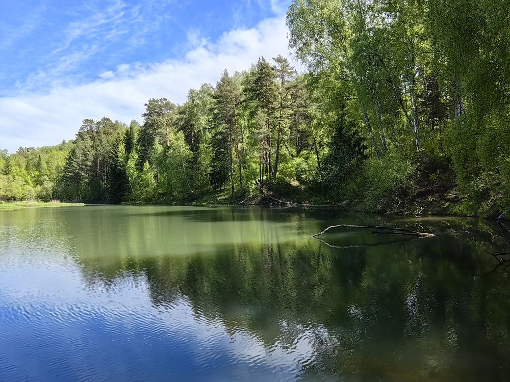 Лес с отражением