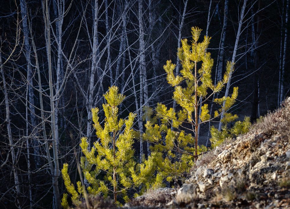 Photograph by Ирина Корпачева