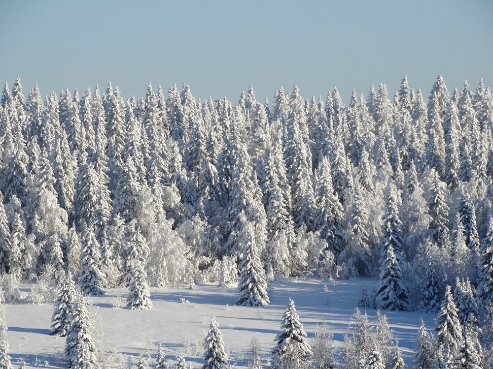 Photograph by Николай Худяков