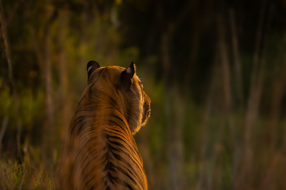 Photograph by MUKESH RAJAN S