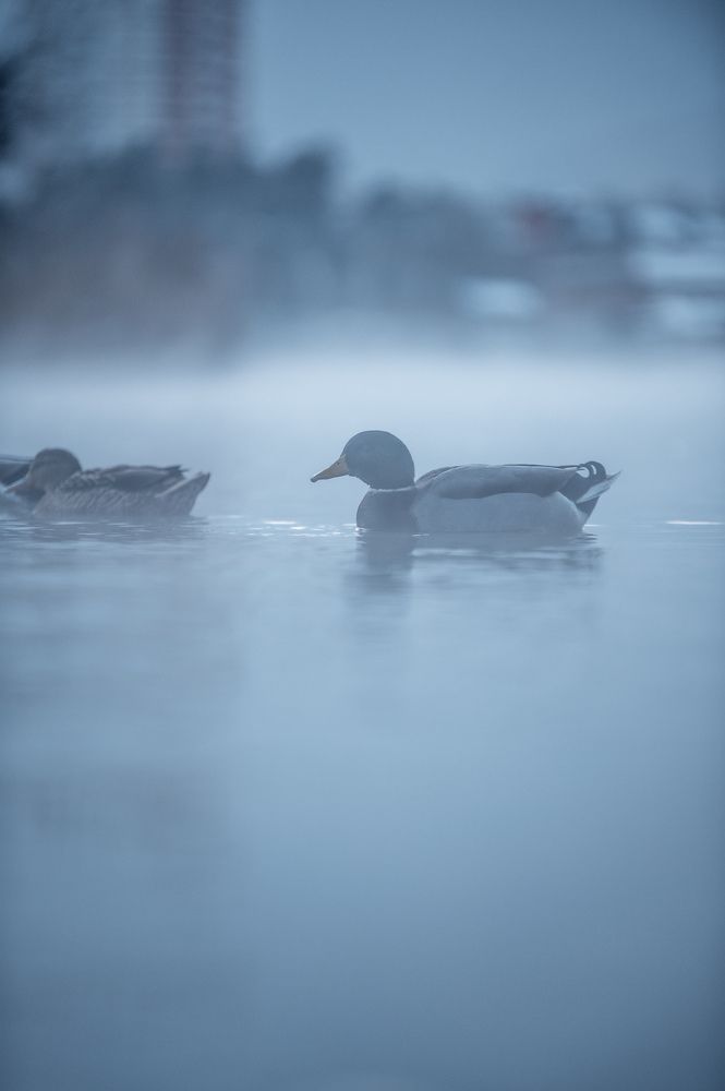 Photograph by Сергей Лексин