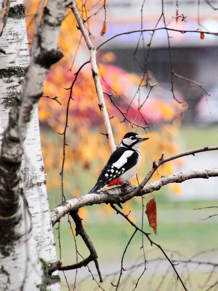Дятел в большом городе