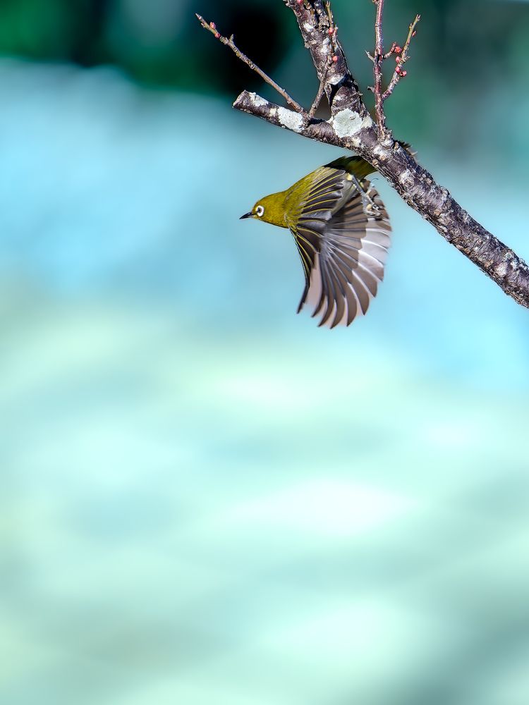 Фотография автора Uesan Aliace