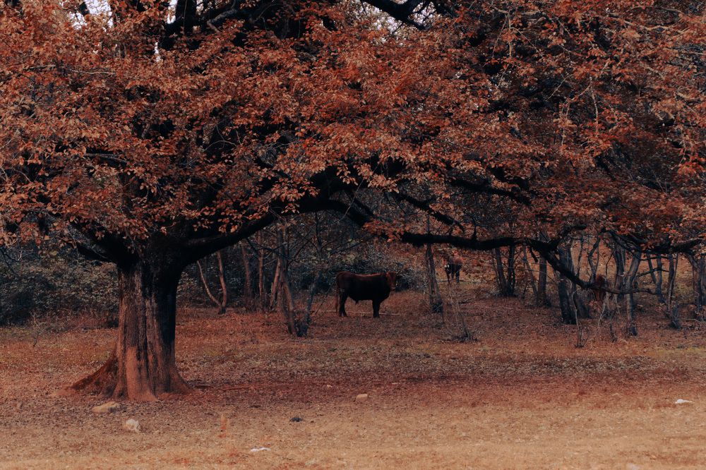 Photograph by Alesia Karpeichik