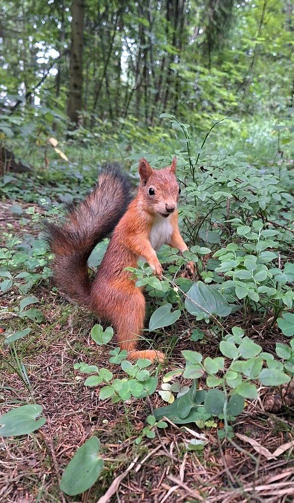 Photograph by Наталия Игоревна