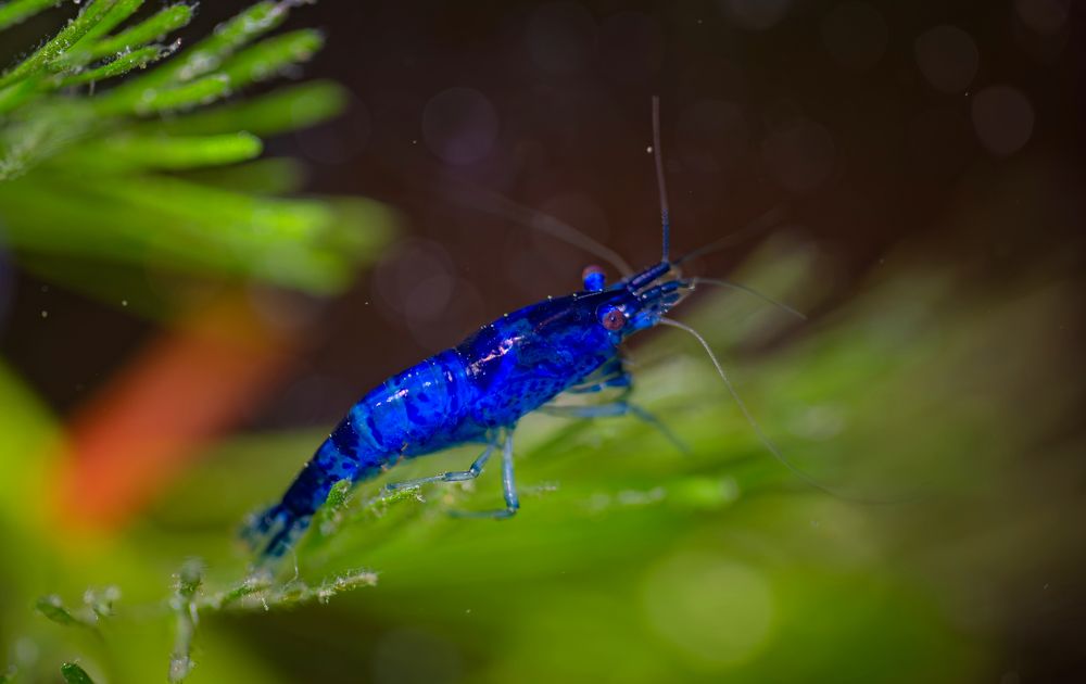 Фотография автора Сергей Басов