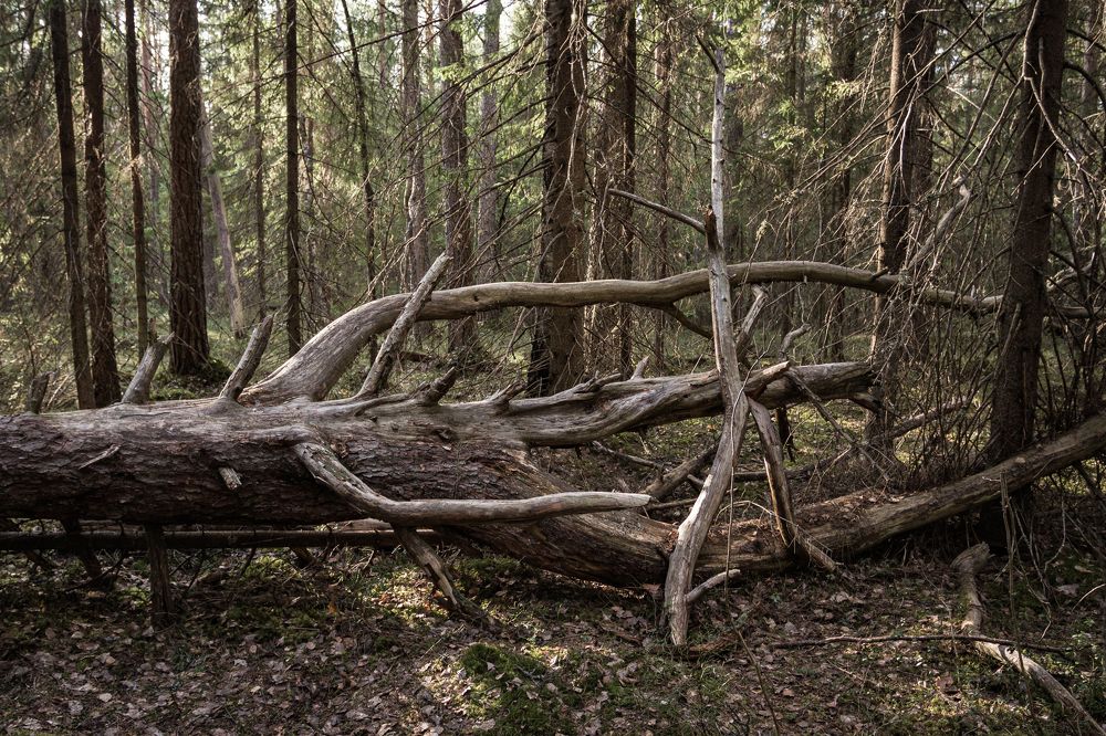 Photograph by Pavel Gukov