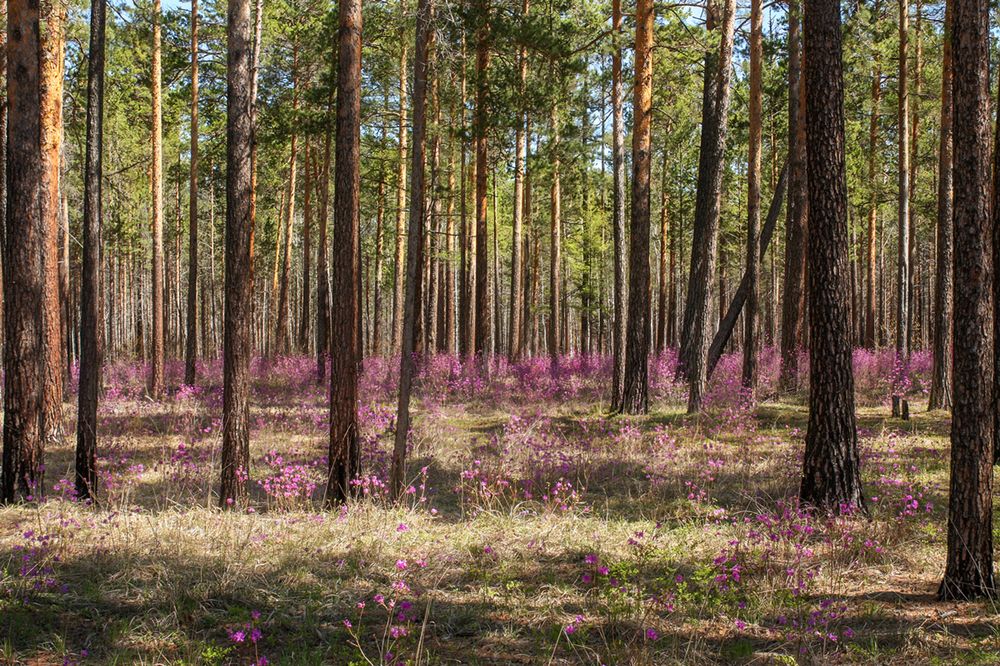 Photograph by Ольга Литвинцева