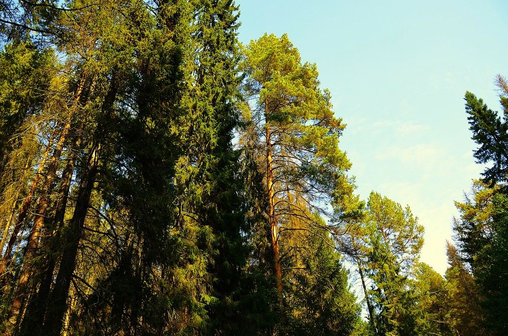 Фотография автора Алексей Власов