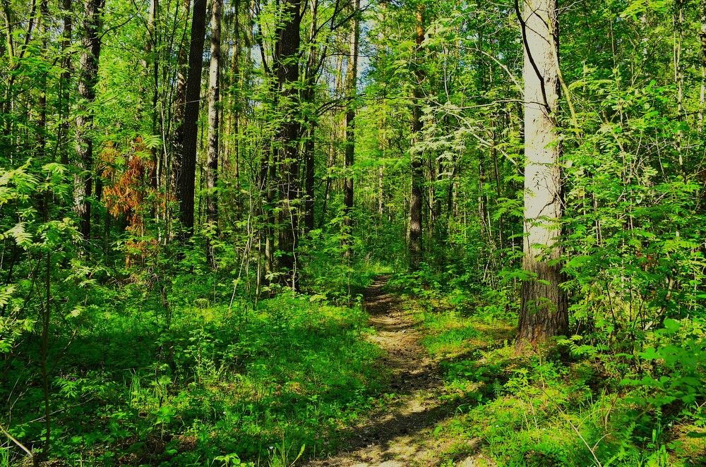 Фотография автора Алексей Власов