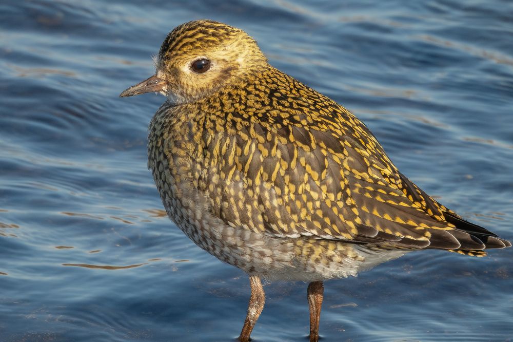 Photograph by Вотинцева Елена