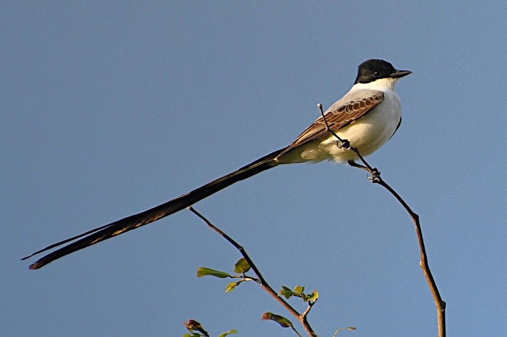 Photograph by Marzio Fattorini