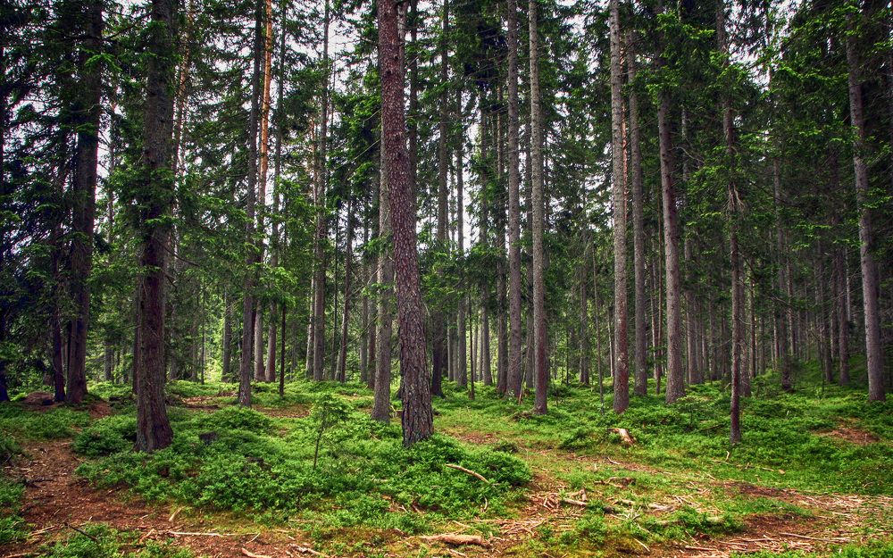 Фотография автора Александр