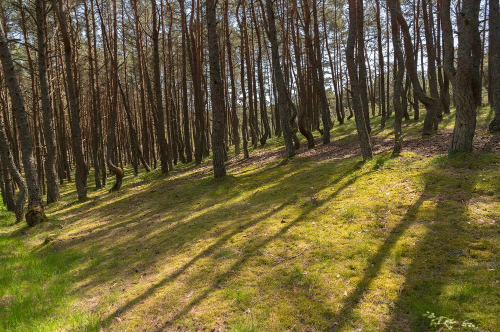 Photograph by Анна Рогалева