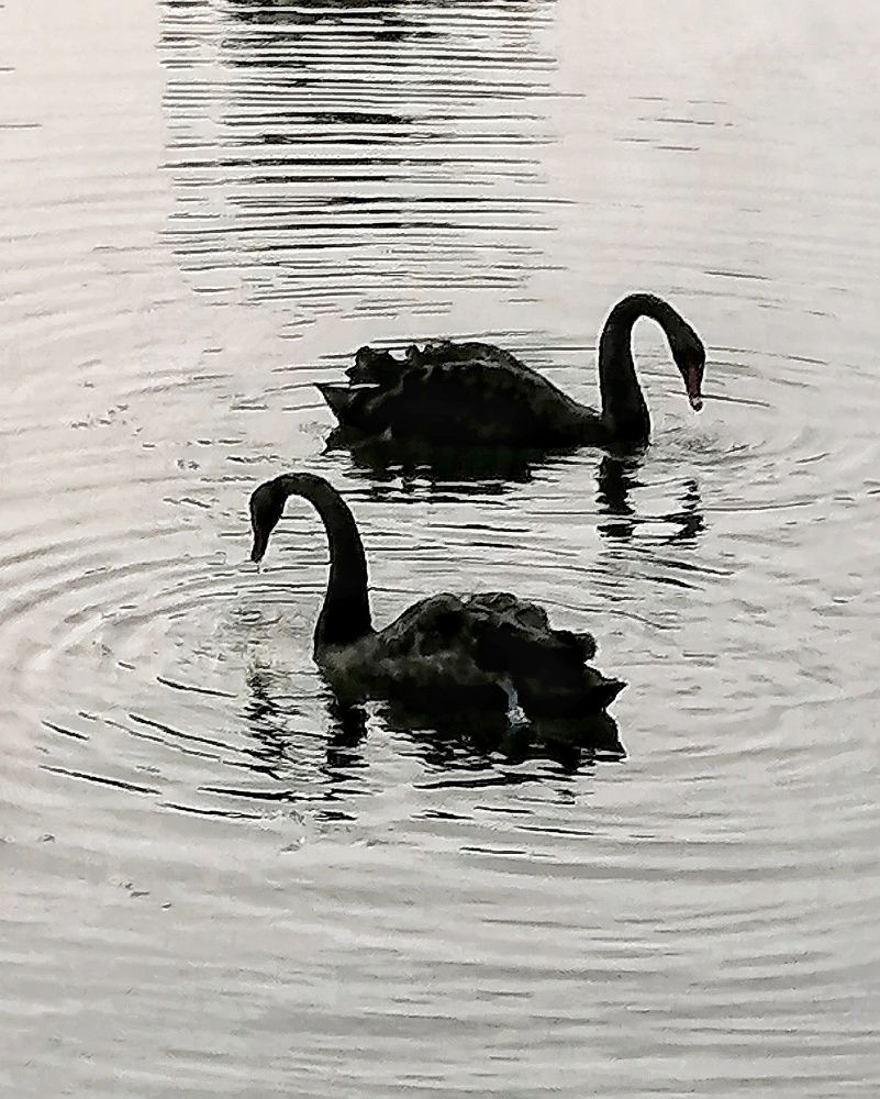 Photograph by Лариса Бурова