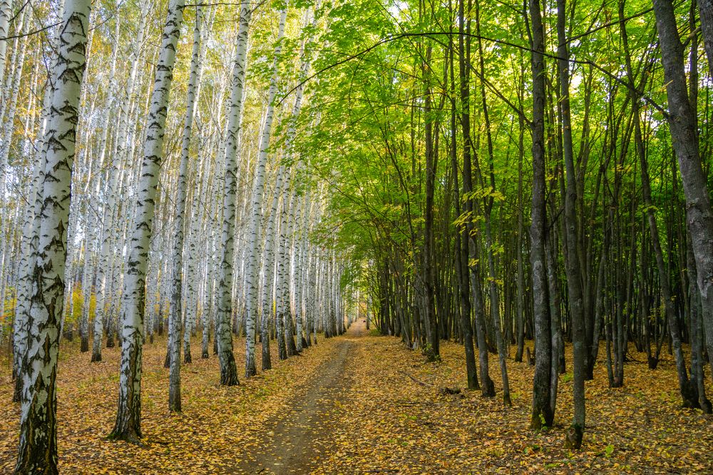 Photograph by Владимир Рогулькин