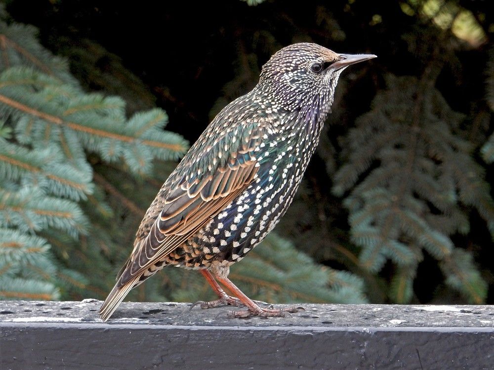 Photograph by Елена Гуляева