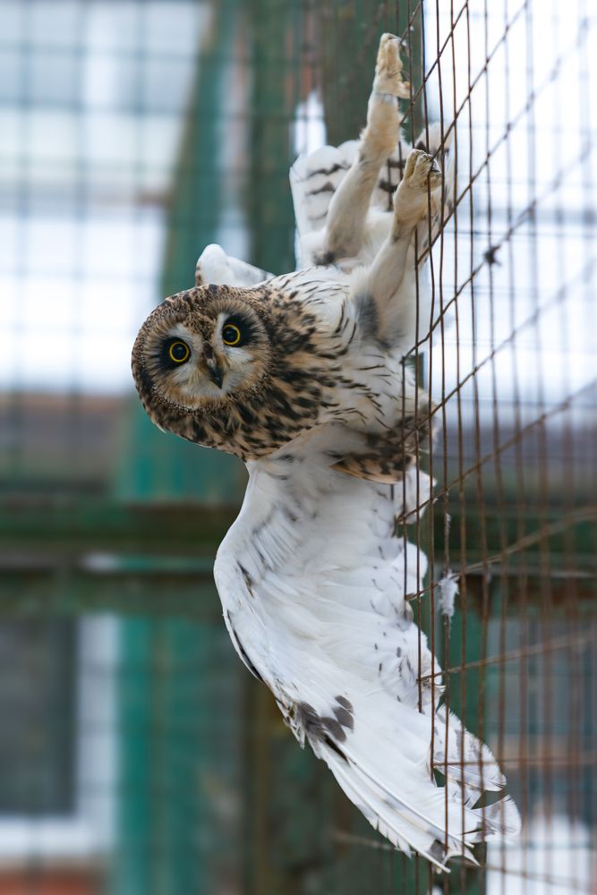 Футбольный судья