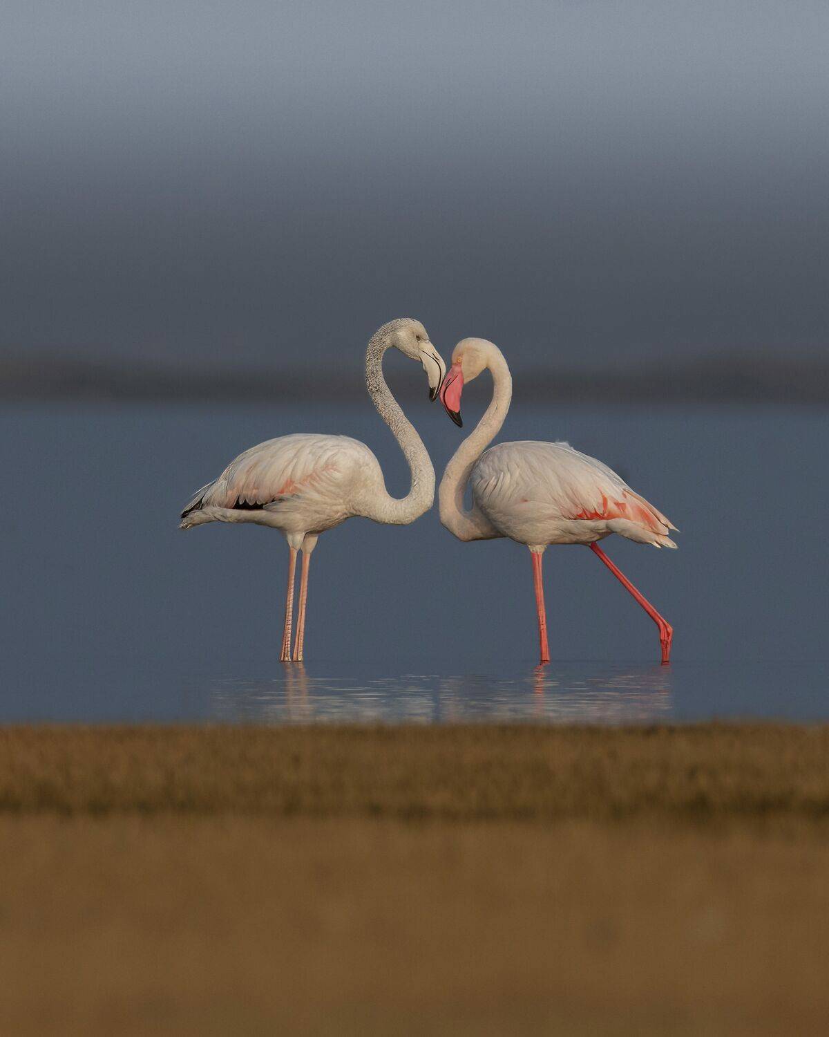 Фотография #11785515