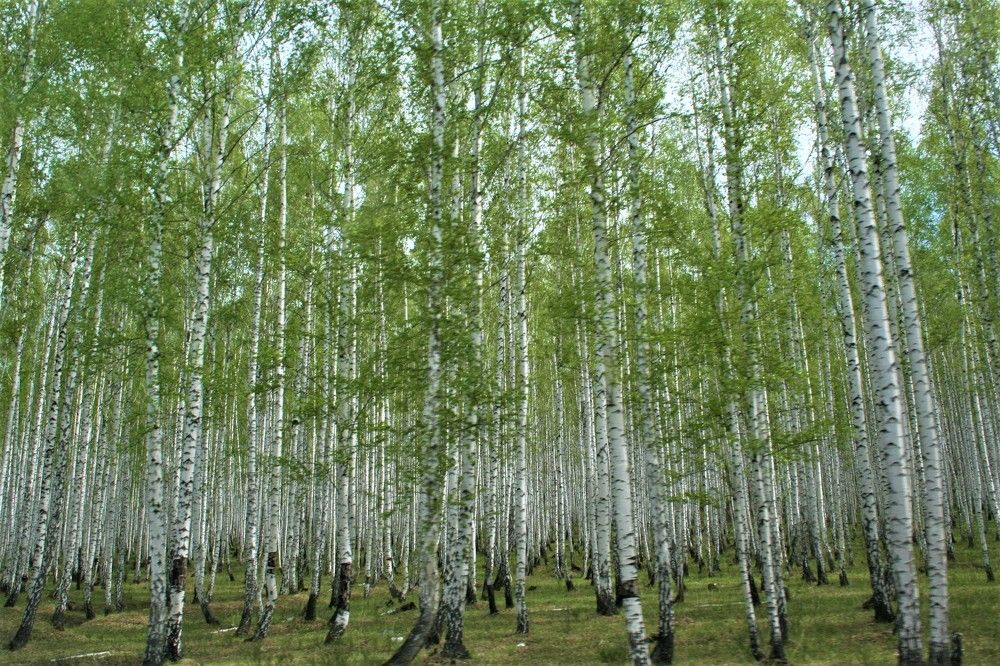 Photograph by Галина