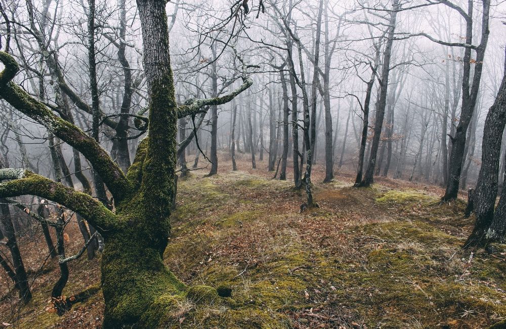 Photograph by Анастасия Лидяева