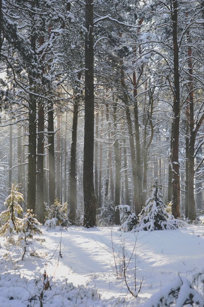 Photograph by Елена Кошелева