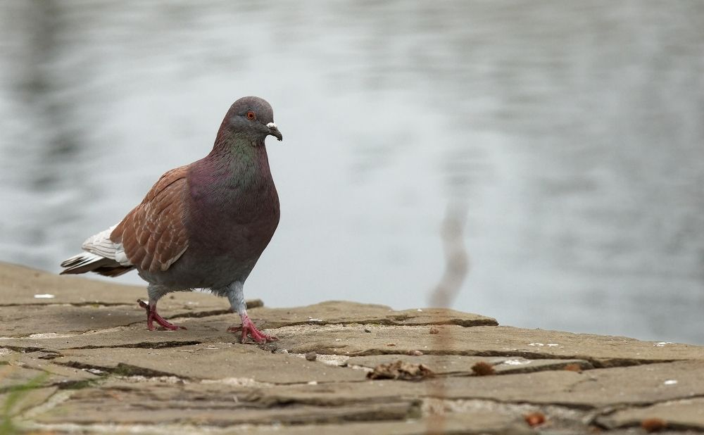 Photograph by Вадим