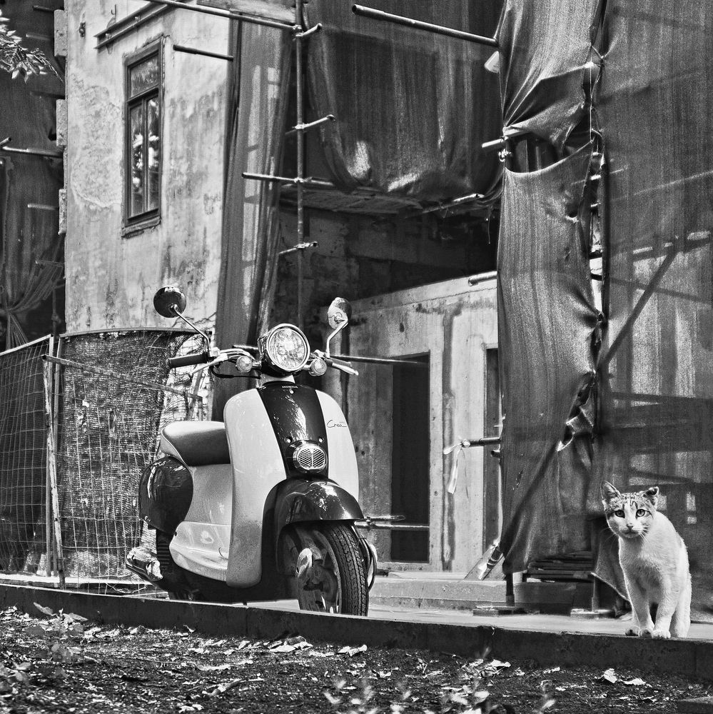 Без кота и жизнь не та