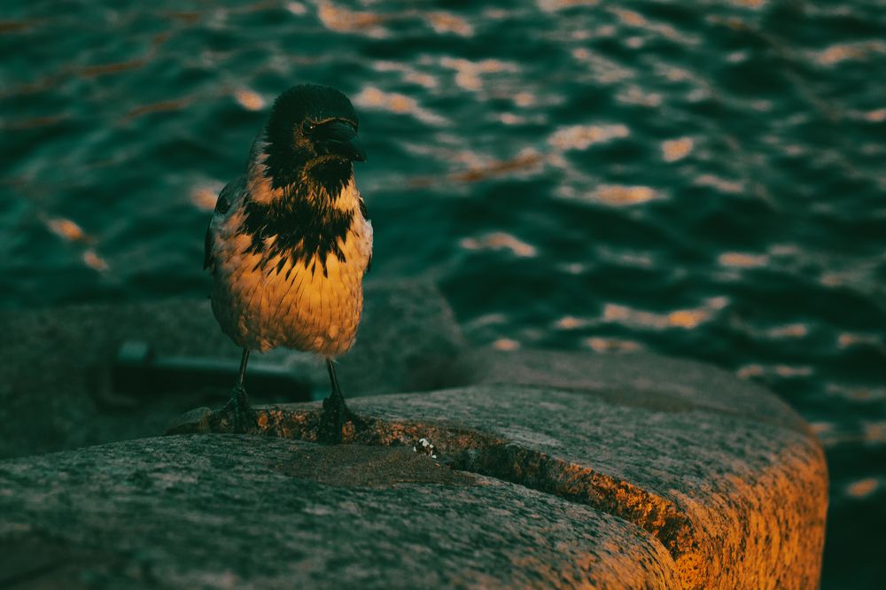 Photograph by Григорий Шишонков