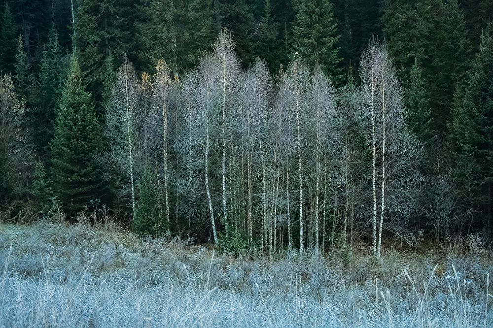 Деревья в инее