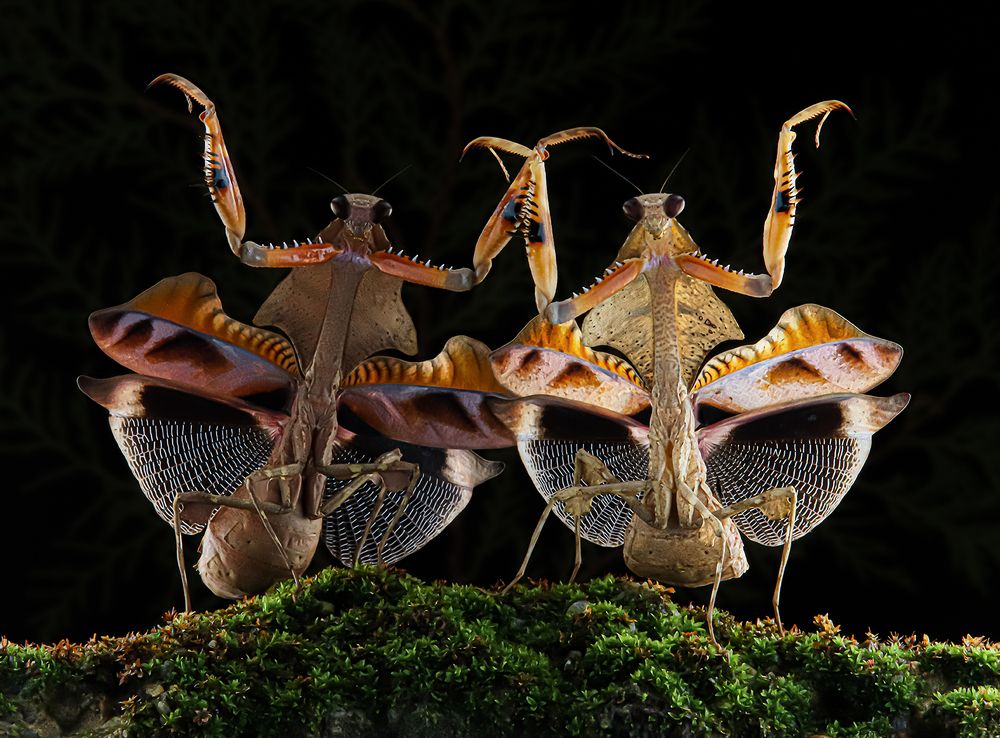 Dead Leaf Mantis - Deroplatys Lobata