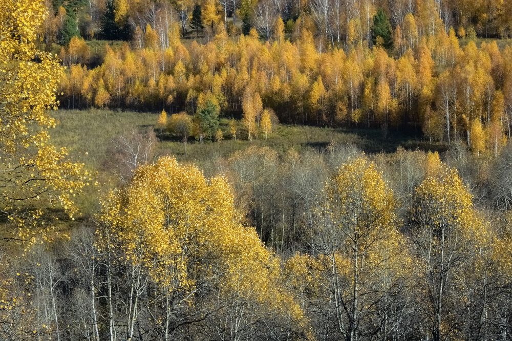 Октябрьский осенний лес