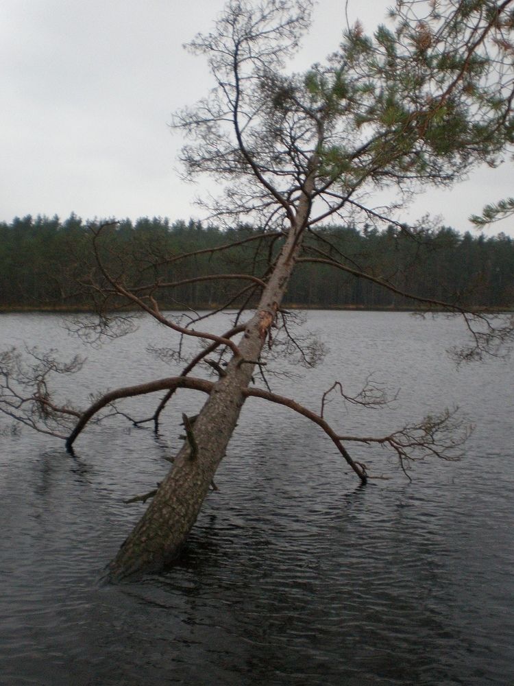 Photograph by Антонина Шабышева