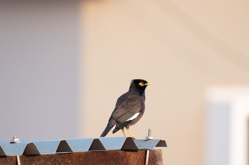 Фотография автора Hari Saya