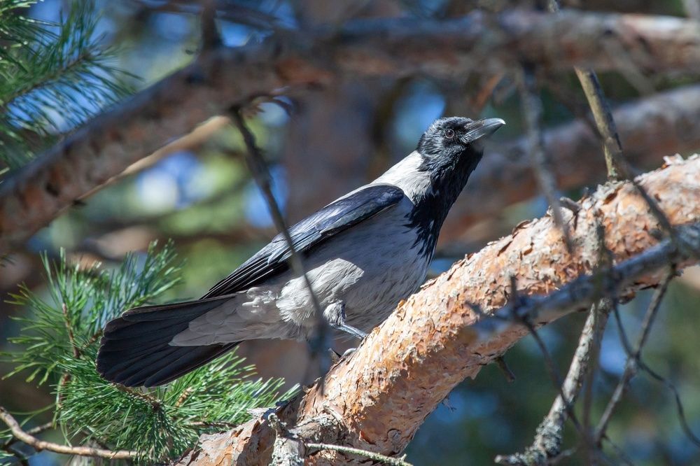 Photograph by Алексей