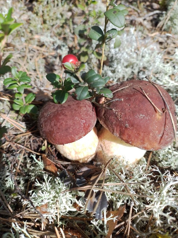 Фотография автора Наталья Бруёк