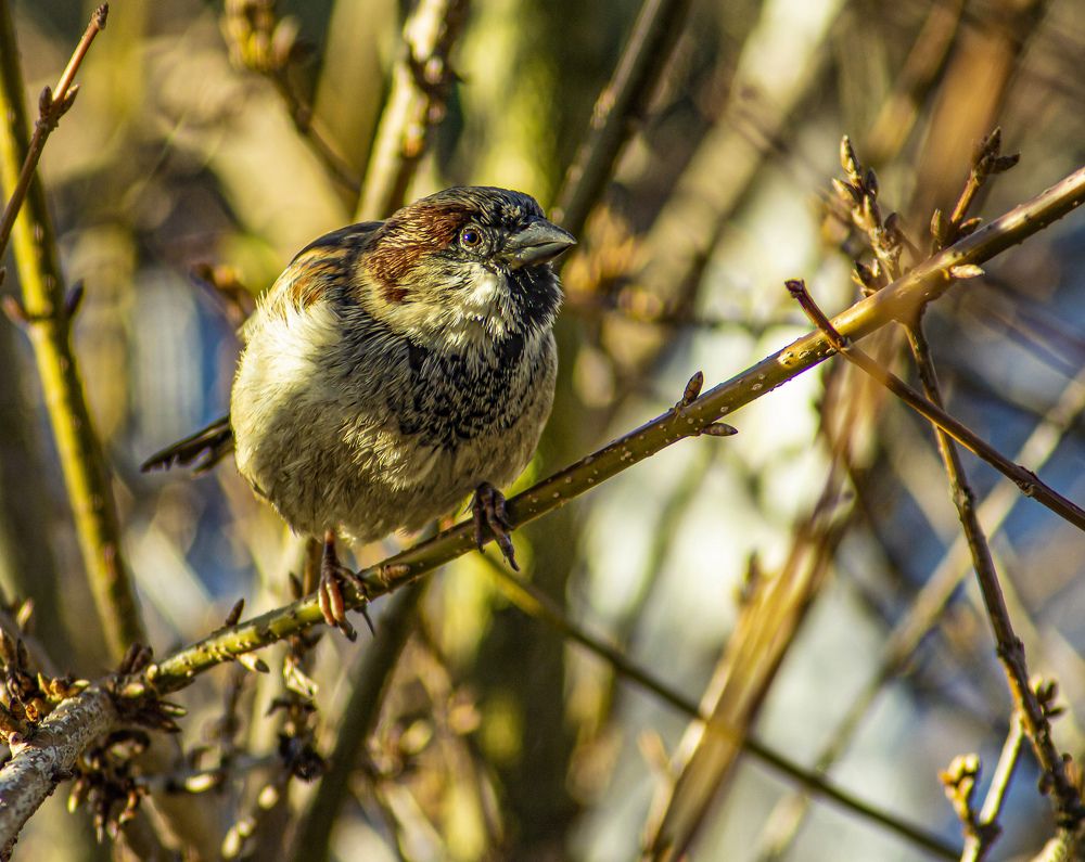 Фотография автора János Rábli