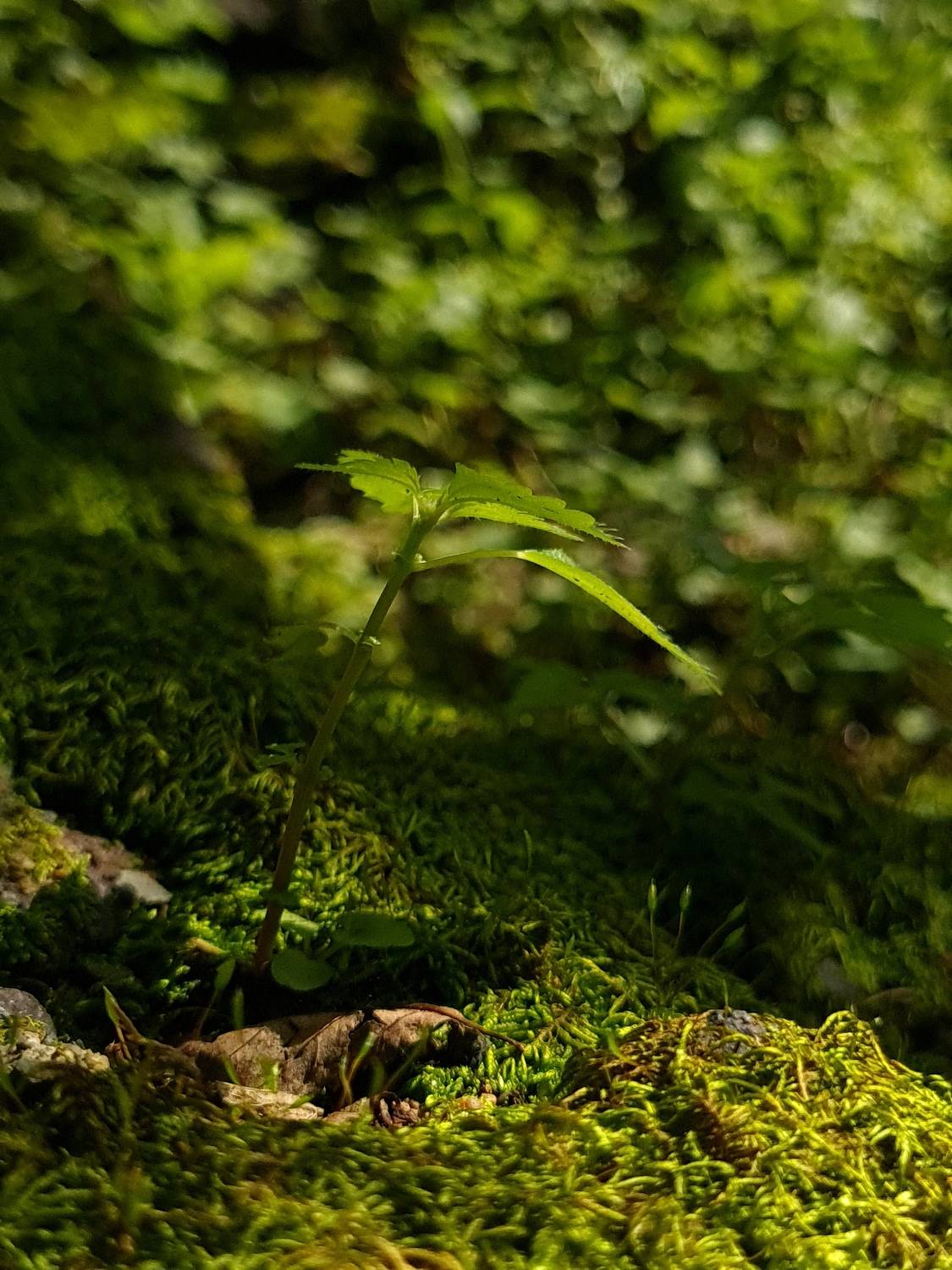 Photo #11785921
